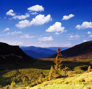 一棵树与山风景