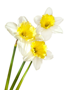 白 narcissuses 的花束