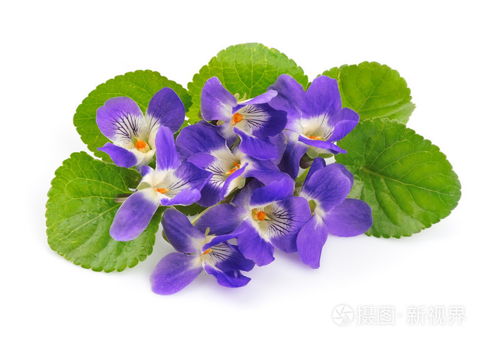 紫罗兰花