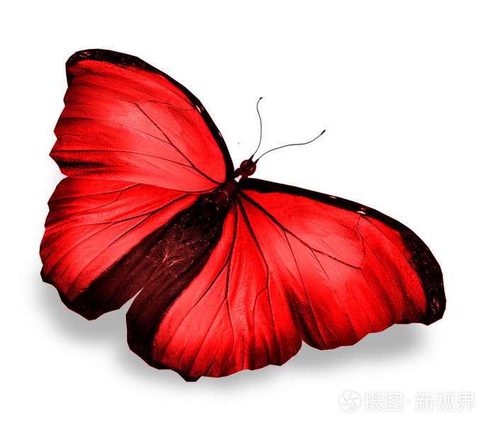 红蝴蝶，白底隔离