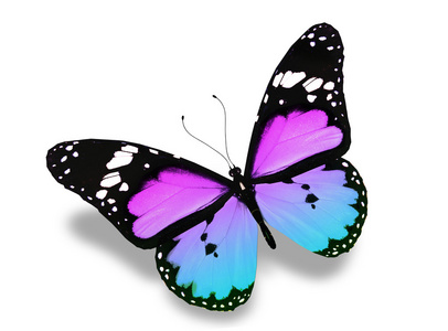 蓝紫色蝴蝶飞，孤立在白色背景