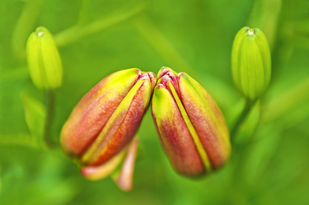 对的芽红色和黄色的百合花