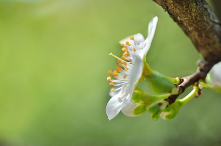 春天开花