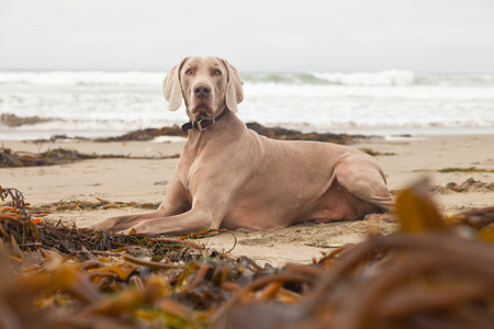 犬只狗与海带在海滩上。圣西蒙。美国。californ