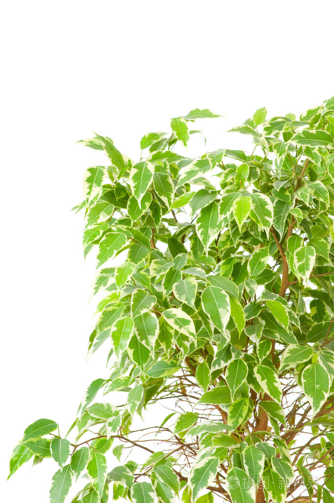 无花果ficusbenjamina