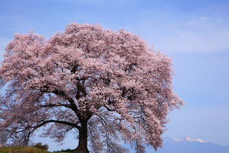 鳄冢没有樱花与 mt.yatsugatake