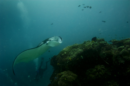 蝠鲼关闭了画像在 raja ampat 巴布亚印度尼西亚