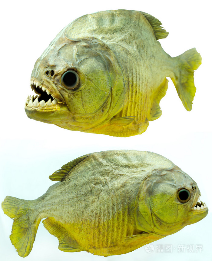 食人鱼侧上孤立照片-正版商用图片1byzrc-摄图新视界