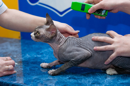 纯种斯芬克斯之小猫在兽医体检图片