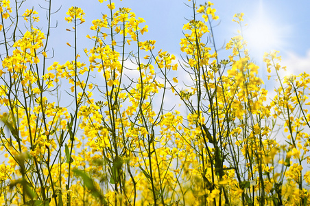 与美丽的云植物为绿色 energy.flowers 油油菜田的绽放与蓝蓝的天空和白色在蓝色天空和 clouds.yellow 