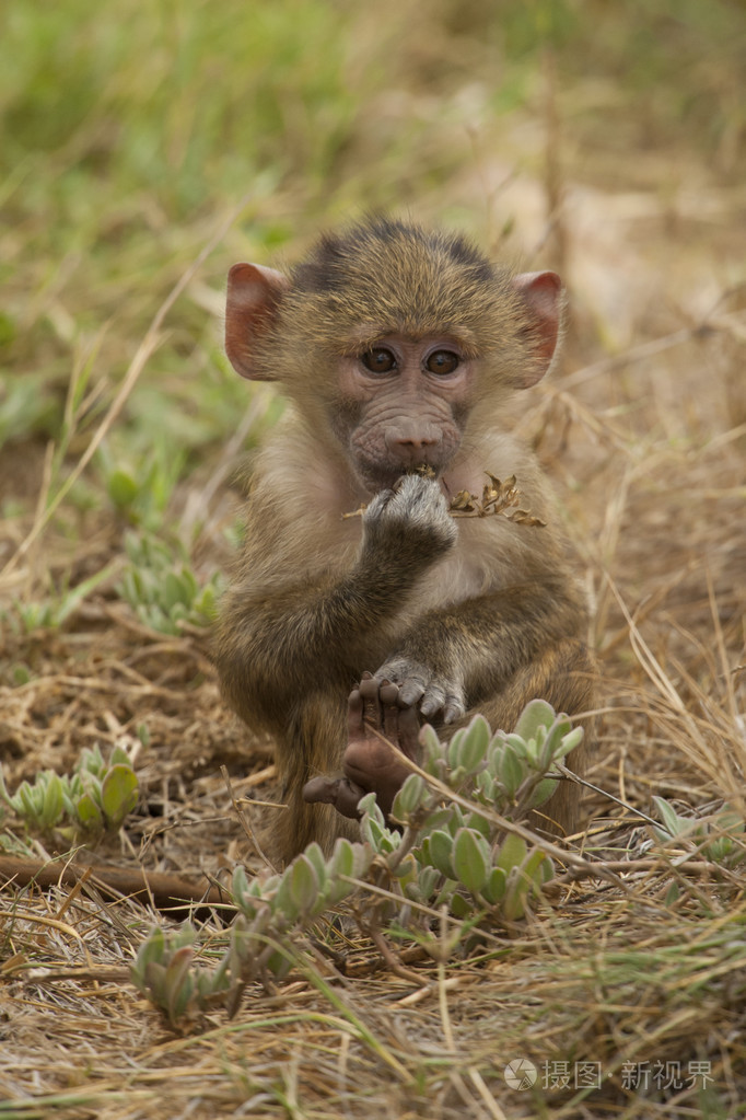 橄榄狒狒幼崽