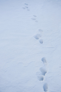 雪详细信息