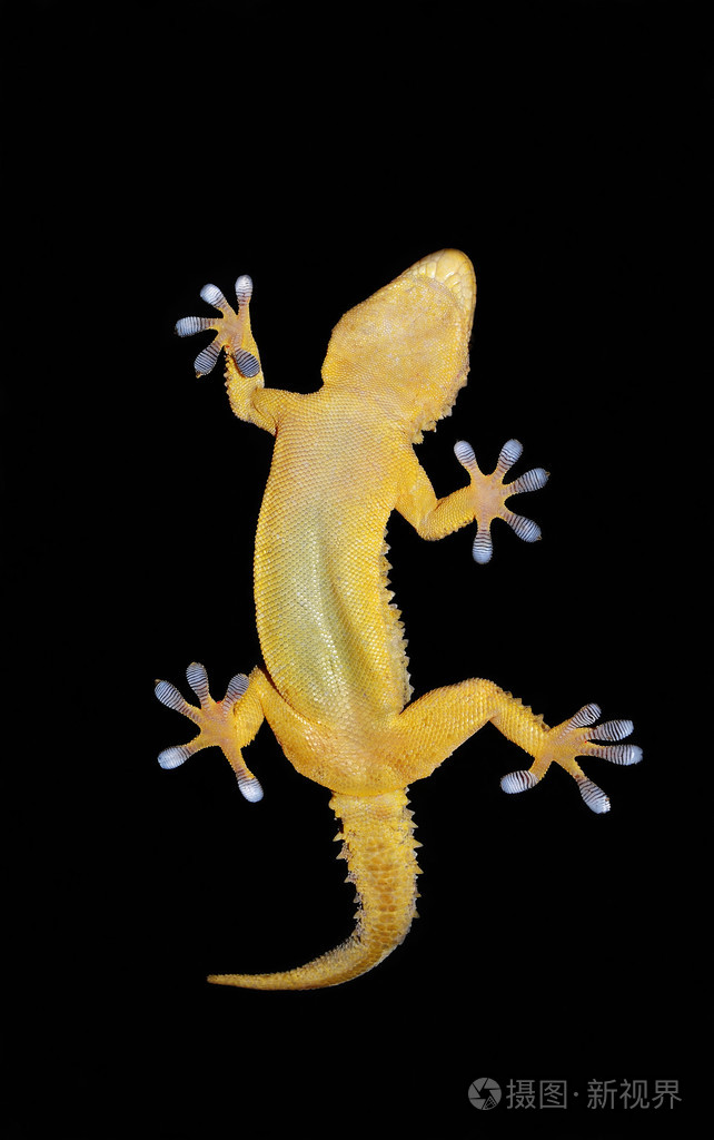 黑色背景上的壁虎