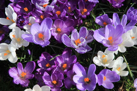 在一个字段中的紫色和白色番红花