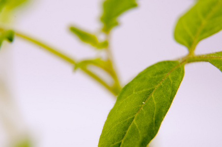 年轻的番茄植株