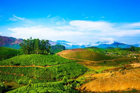 在印度的茶叶种植园