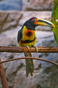 帕莱 mandibled aracari