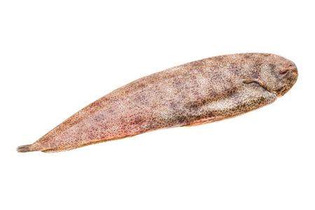 欧洲比目鱼图片