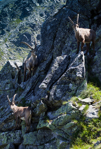 高山 ibex