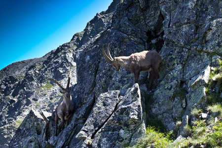 高山 ibex