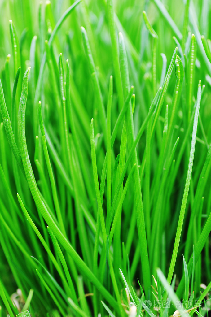 绿色鲜草关门