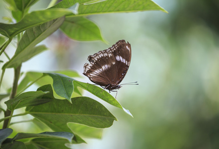 蝴蝶在飞行中图片
