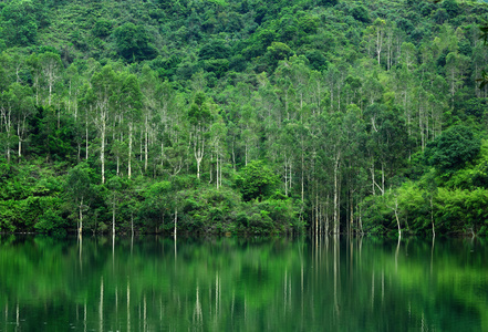 森林湖