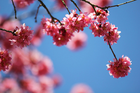樱花。樱花盛开的春天，美丽的粉红色花朵