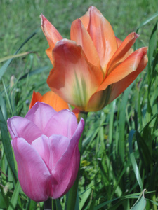 郁金香花粉色和橙色