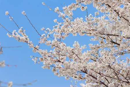 蓝蓝的天空背景上盛开的美丽樱桃树