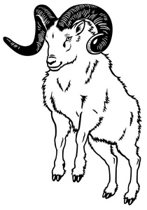 单色绵羊山 ram 黑白色照片