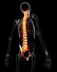 背痛解剖学