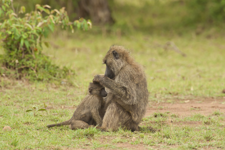 橄榄狒狒 defleaing 一只幼崽