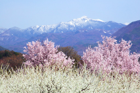 樱桃树和山