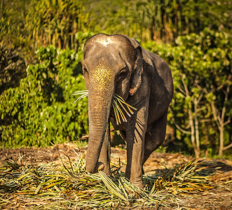 斯里兰卡的大象