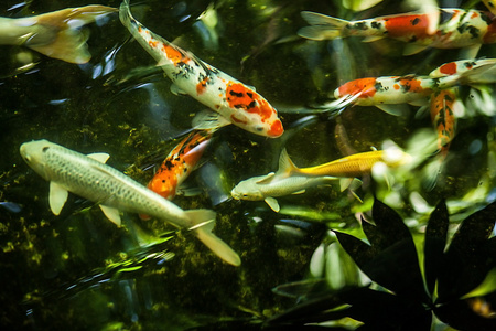 锦鲤鱼在池塘里游泳