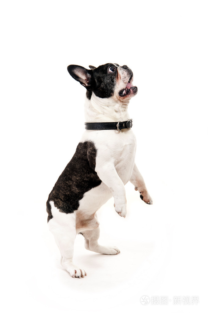 牛头犬在白色背景上的跳起来