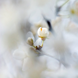 在春天的苹果花