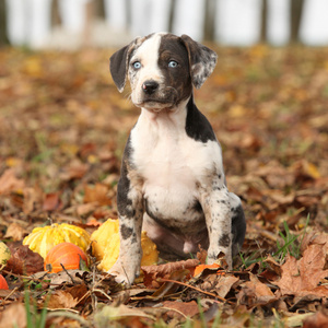路易斯安那州卡塔胡拉小狗与秋天的南瓜
