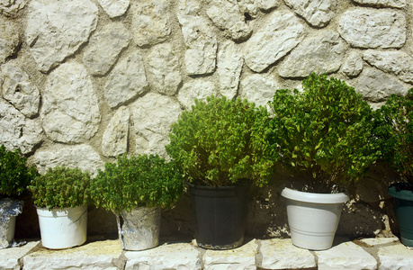 草药在希腊修道院里的养殖