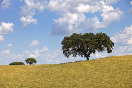 alentejo 农场视图