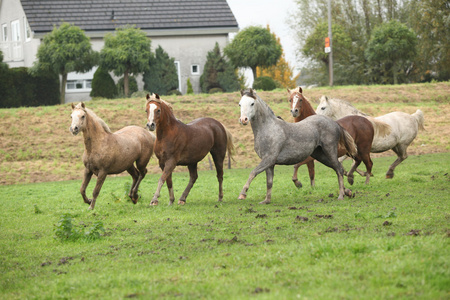 威尔士在秋天中运行 ponnies