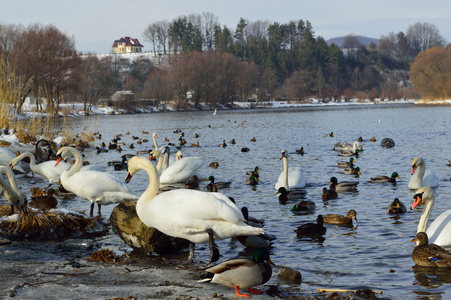 天鹅和野鸭在湖在冬季时间