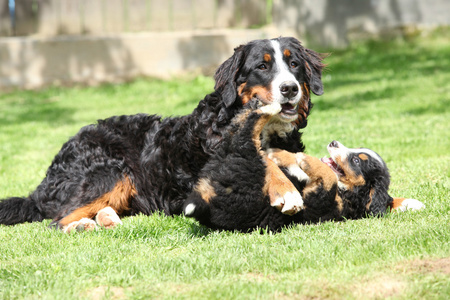 bernese 山狗母狗和小狗一起玩