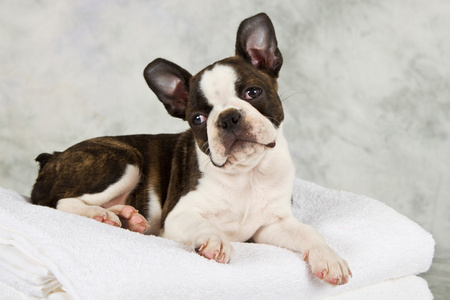 波士顿梗犬躺在白色的毛巾照片