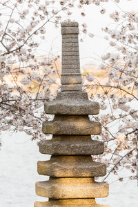 樱花和日本的纪念碑