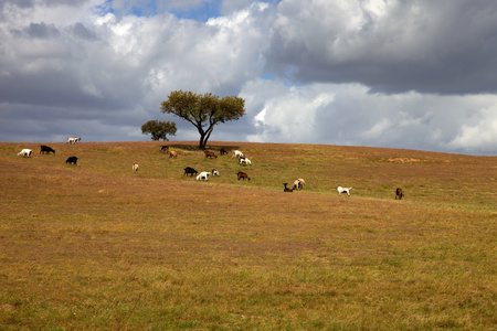 在一个 alentejo 农场棵孤独的树