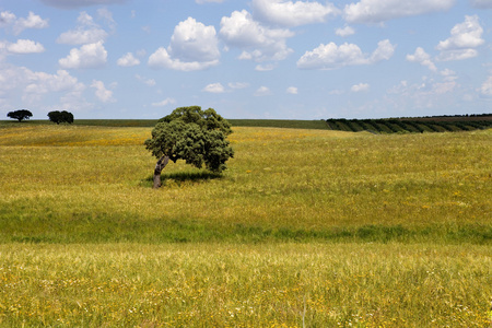 alentejo 农场视图