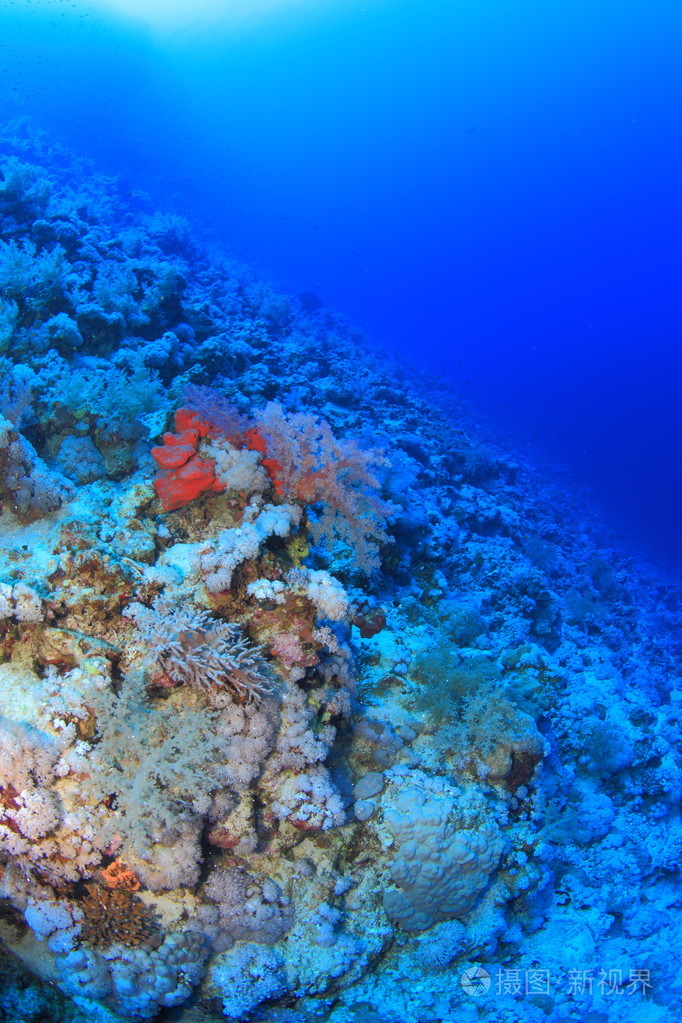海洋生命在红海
