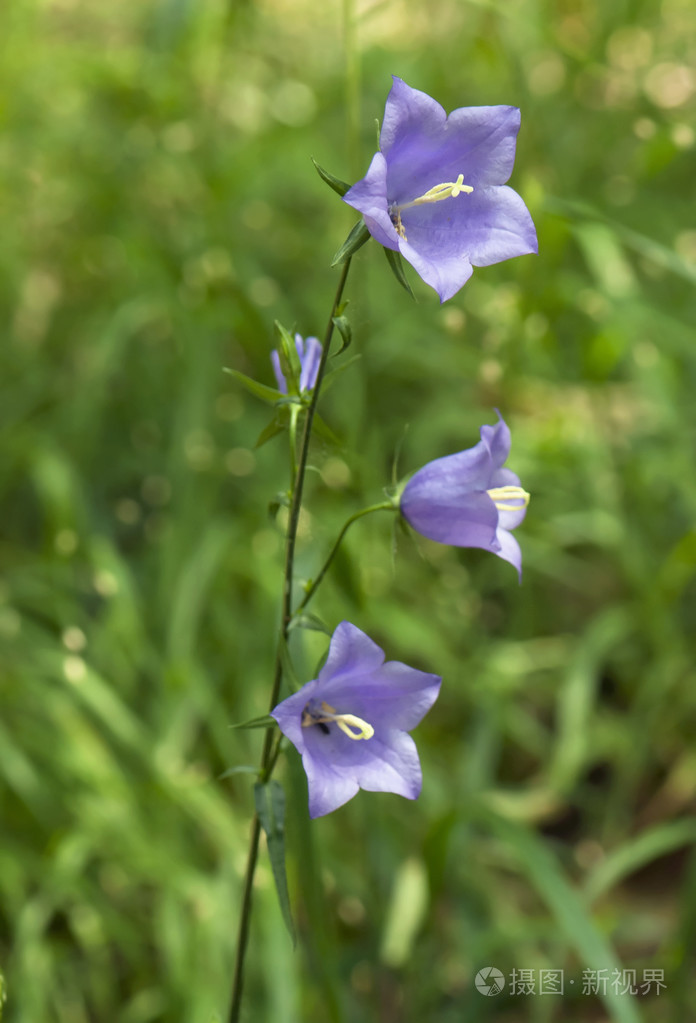 蓝钟花